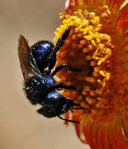 Le specie attualmente allevate con successo per l impollinazione sono: Osmia cornuta e Osmia rufa in Europa, Osmia lignaria in America Settentrionale e Osmia