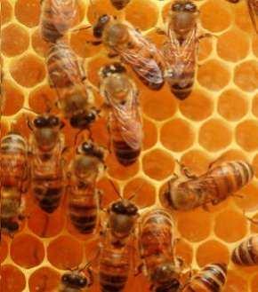 api che nutrono