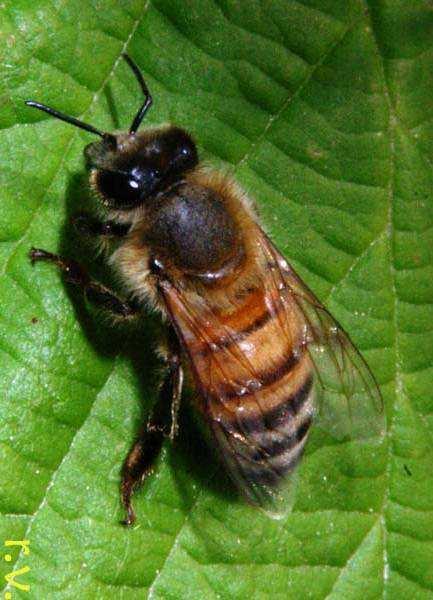 l ape è un insetto sociale, vive in colonie all