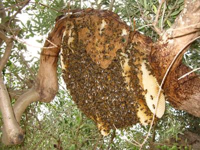 Se lo sciame si trova su un ramo bisogna posizionare sotto di esso un'arnietta (o un sacco da travasare in seguito) e scuotere o