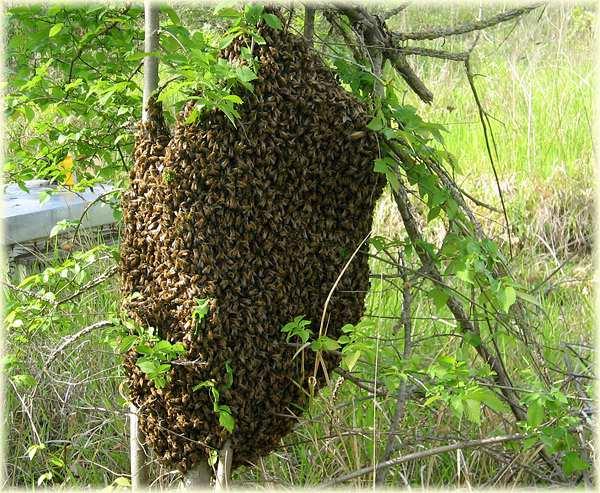 Per il recupero di uno sciame bisogna considerare che: le api sono mansuete ed appesantite dalle scorte trasportate catturando la regina, le altre api la seguiranno la