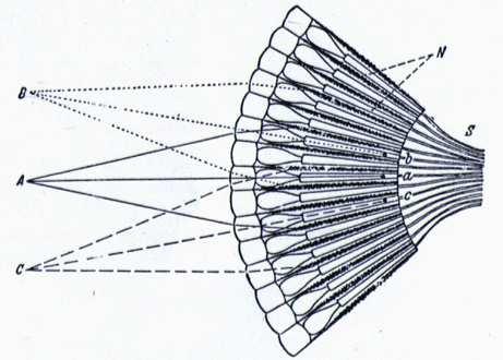 Nelle api gli occhi sono composti da molte unità in grado di scomporre le figure percepite in un mosaico di piccole