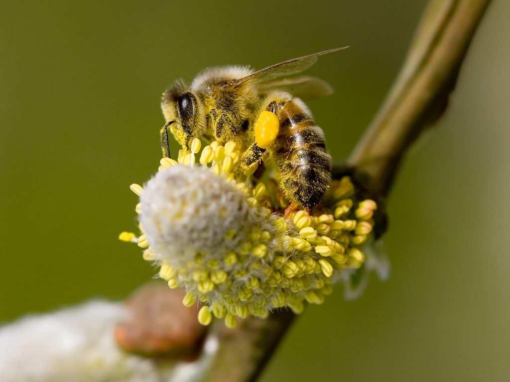 Perché una famiglia alleva api regine?