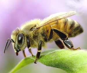 Compito dell'apicoltore sarà quindi quello di asportare periodicamente le