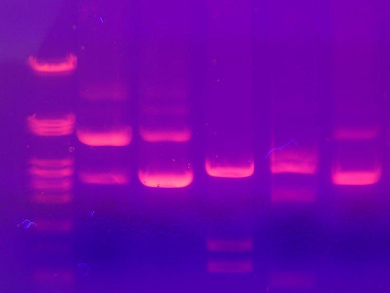 ethidium bromide (si