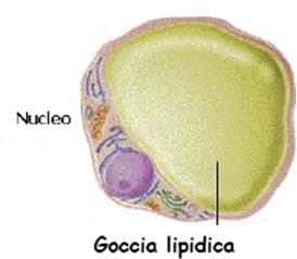 Tessuto Adiposo - metabolismo degli acidi grassi Insieme di numerose cellule, ADIPOCITI: AG + Glicerolo TAG 1. Funzione meccanica: protezione contro gli urti e sostegno degli organi interni 2.