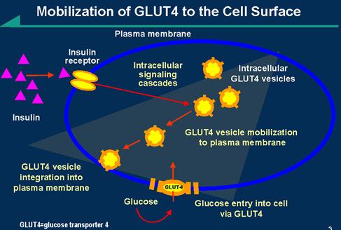 Metabolismo degli adipociti bianchi dopo un pasto: Utilizzo del Glucosio [Glucosio] Insulina (PPP-1 ) Insulina: GLUT-4 membrana [glucosio] citosol -