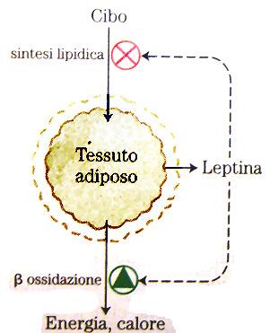 Ruolo secretorio del tessuto adiposo bianco: WAT inducono adipochine Proteina: Adiponectina Funzione: potenzia l azione dell insulina TNF-α(tumour necrosis factor) contrasta l azione insulina LEPTINA