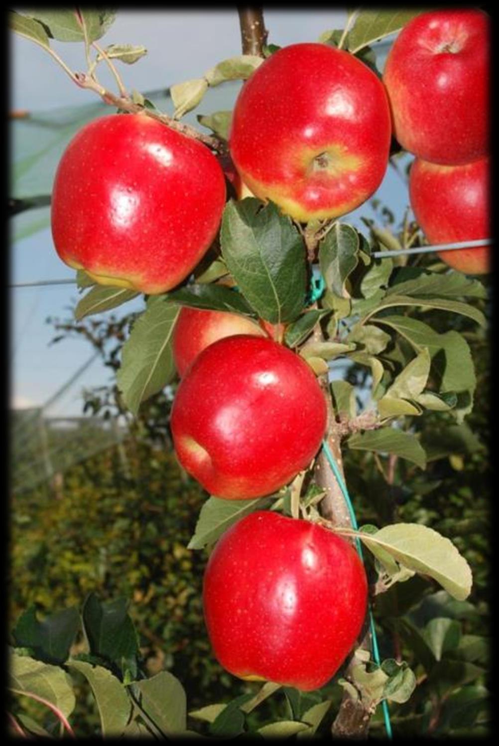 Ambrosia* ALTRE IN LISTA Semenzale di origine casuale Matura + 7 gg Golden Frutto bicolore (sovraccolore rosso-rosato)