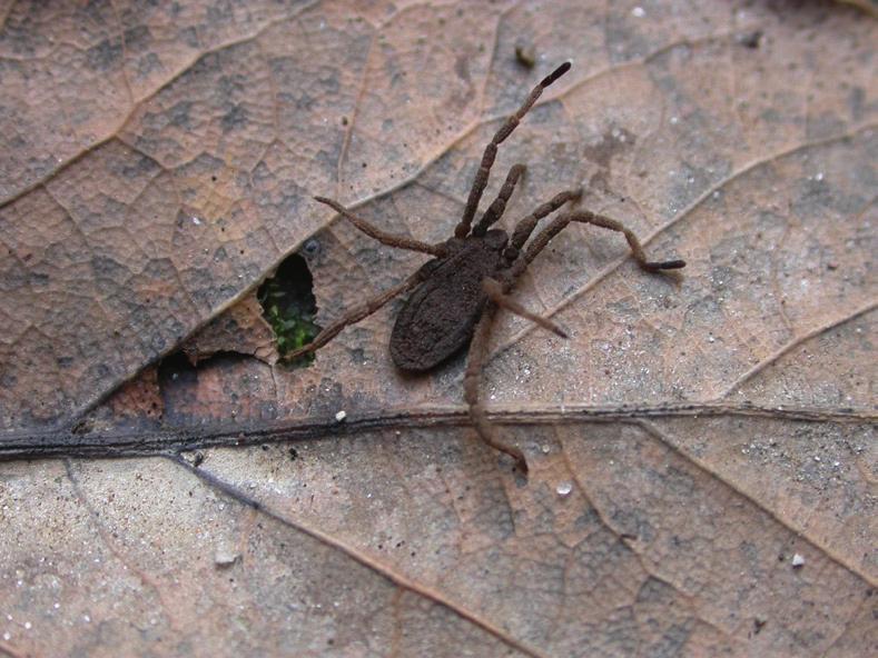 Quaderni, 3 La fauna del suolo Fig. 3.6 - Opilione del genere Trogulus (Foto di L. Latella).