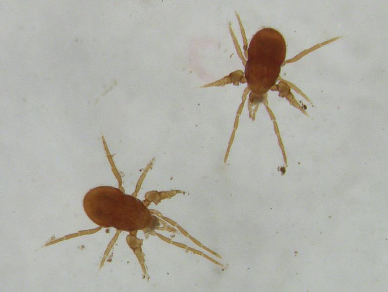 Gli invertebrati del suolo Fig. 3.7 - Acari (Foto di F. Ballarin). palpi, e l idiosoma posteriore su cui si trovano le quattro paia di zampe (Fig. 3.7).
