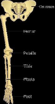 Scheletro dell arto inferiore Nell arto inferiore si distingue una cintura pelvica, che unisce l arto al tronco e contribuisce a formare lo scheletro del bacino o pelvi, ed una parte libera.