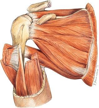 Le Articolazioni Nella maggior parte dei casi il movimento deve essere molto ampio, come negli arti, le estremità delle ossa