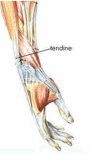 I Muscoli Scheletrici Ogni muscolo scheletrico è collegato alle ossa per mezzo di tendini, una sorta di cordoni