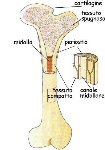 Le Ossa La superficie delle ossa è rivestita da una membrana: il periostio formato da cellule capaci di riprodursi e quindi in grado di accrescere l