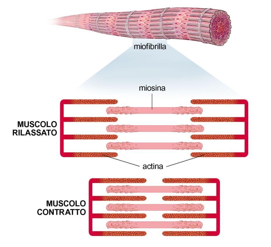 La contrazione muscolare Le miofibrille sono formate da due tipi di filamenti disposti parallelamente fra loro: filamenti sottili formati dalla proteina actina.