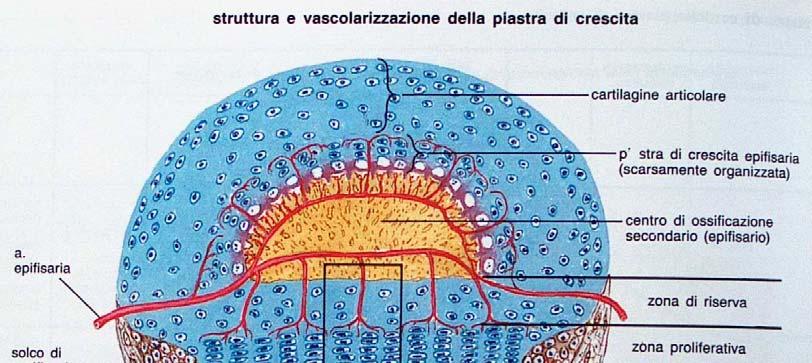 Nello scheletro in accrescimento la