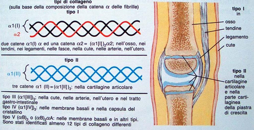 Tessuti connettivi Tessuto adiposo, tendineo,