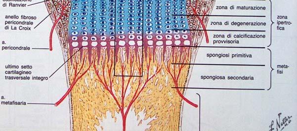 Tra osso diafisario ed epifisario vi è la cartilagine di coniugazione che consente l allungamento
