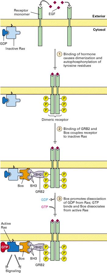 Il recettore attivato dal ligando si lega alla proteina GRB2 la quale