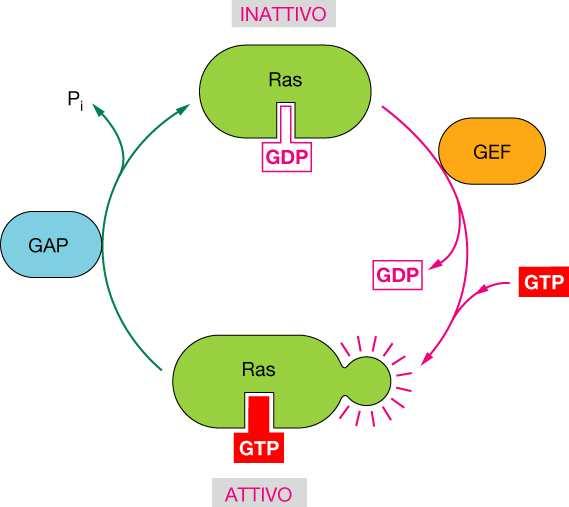 L attivazione di Ras è mediata da due proteine, GEF (Guanine