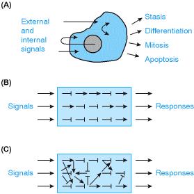 (C) (B) In An real imaginary cells signals cell feed in which (A)In into signals response a complex are linked to network internal to and of partially external responses redundant signals, by linear