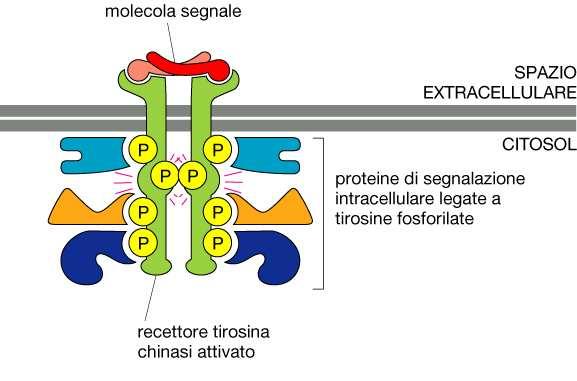 Recettori dotati di attività enzimatica intrinseca possiedono attività tirosin-chinasi stimolata dal ligando.