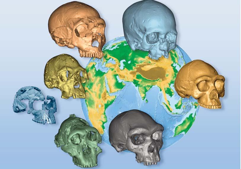 47 Figura 2 Sullo sfondo le principali traiettorie di diffusione out-of-africa del genere Homo, alcuni rappresentanti fossili (ricostruzioni digitali di reperti cranici) lungo la linea evolutiva