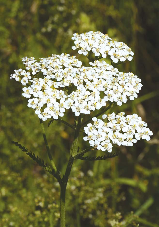 Achillea millefolium achillea, millefoglio epoca di fioritura maggio - settembre 8 BIANCO Pianta erbacea perenne, rizomatosa, dall odore aromatico e dal sapore amaro, alta 30-60 cm.