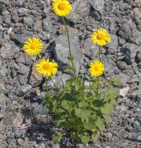 I fiori esterni sono ligulati, di colore giallo chiaro talora venati di scuro, lunghi e relativamente sottili (3 x 23 mm); quelli interni sono tubulosi e di colore giallo più accentuato.