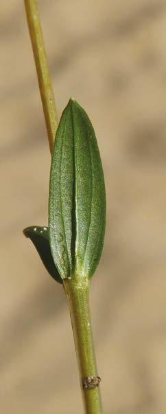 FOGLIE Quelle basali, disposte a rosetta e brevemente picciolate, hanno forma oblanceolata o ellittica, con margine intero; le foglie caulinari sono opposte, sessili, di forma ovaleallungata e molto