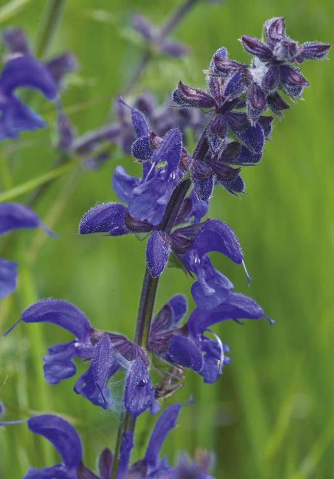 Salvia pratensis salvia dei prati, erba lupo epoca di fioritura marzo - novembre 424 424 A BLU - VIOLA Pianta erbacea perenne, gradevolmente profumata, alta 30-60 cm, con fusti eretti, semplici o