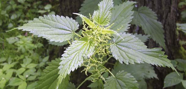 FOGLIE Ricoperte di peli urticanti, opposte, ovato-lanceolate, con margine dentato e apice acuminato, superiormente di colore verde scuro, più chiare e pelose inferiormente.