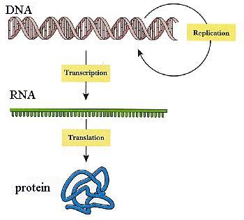 La trascrizione negli Archaea Somiglianze con eucarioti Maggiore complessità dell RNA polimerasi (circa 12 subunità assemblate in modi alternativi) introni presenti in alcuni geni Insensibilità a