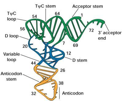 anticodone All estremità 3 del trna viene attaccato l amino acido corrispondente al codone (nell esempio, la glicina) Il trna è soggetto a meccanismi di
