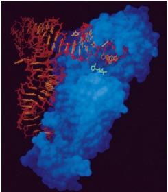 Aminoacil-tRNA Sintetasi Legame esterico Aminoacido attivato (aa-amp) trna La aa-trnas sintetasi (21 per cellula) Il ribosoma: sede e cervello