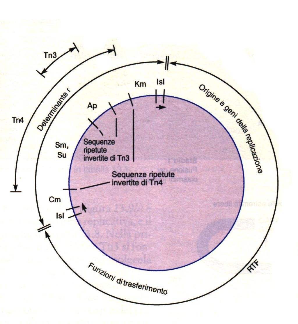 Il plasmide di resistenza R1 A. J. Griffiths et al.