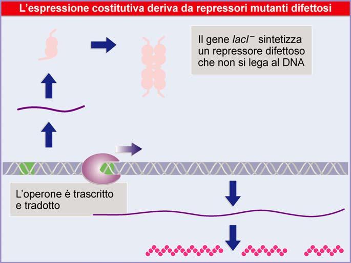 Mutanti O c Furono identificati mutanti costitutivi simili a