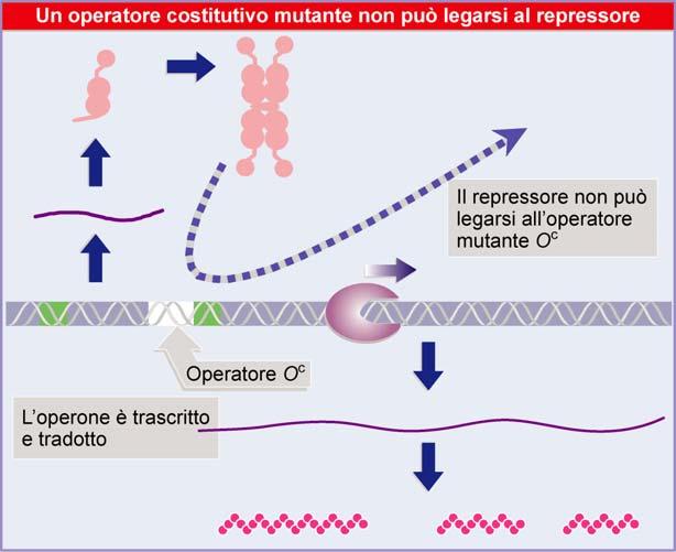 i prodotti dell operone Lac Tramite mappatura si e