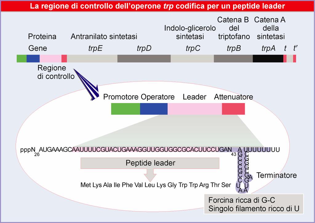 ACIDO CORISMICO