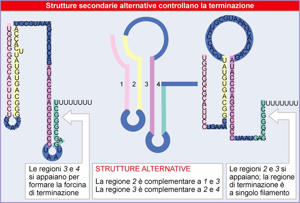 Il sequenziamento della regione leader ha portato alla