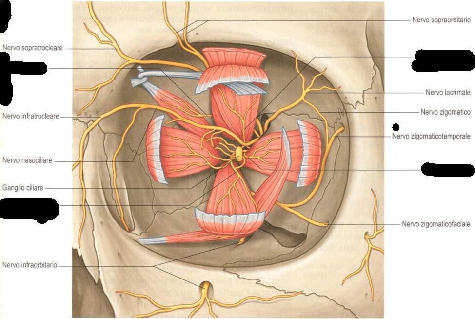 N. trocleare N. oculomotore divisione superiore N. abducente N.