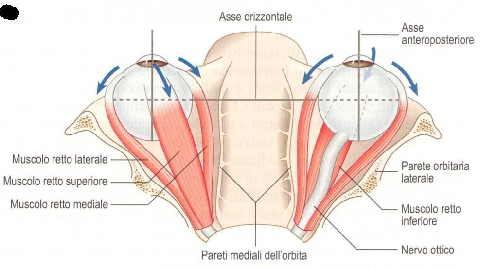 Movimenti oculari mediati dai muscoli retti Immagine