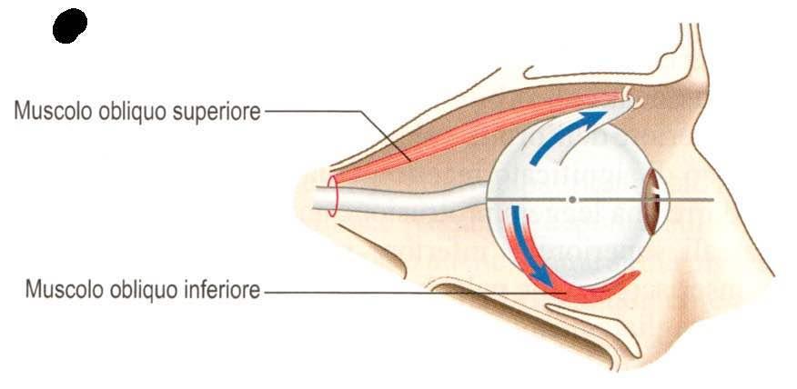 Movimenti oculari mediati dai muscoli obliqui superiore e inferiore