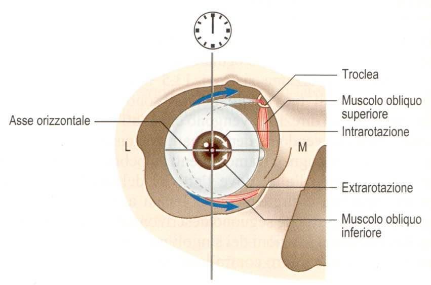 Movimenti oculari mediati dai muscoli obliqui Immagine