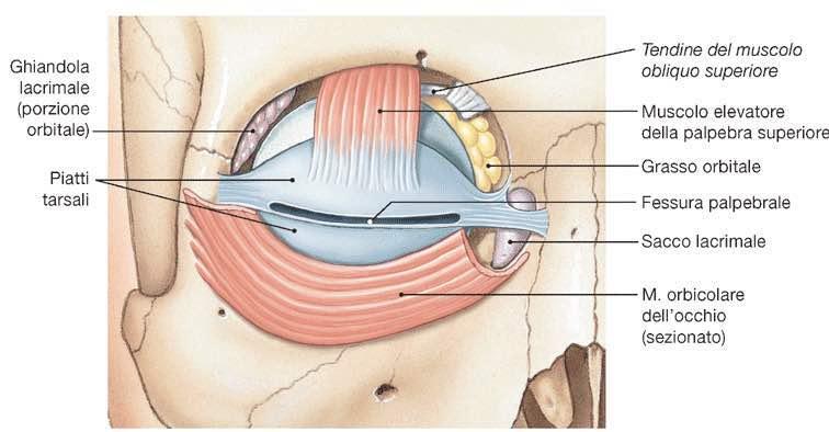 Dissezione dell orbita destra Imagine tratta da: Anatomia