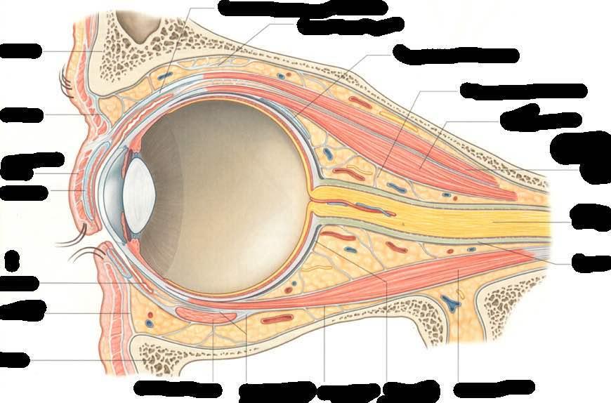 Tendine del muscolo elevatore della palpebra superiore Osso frontale Setto orbitario Legamento trasverso di Whitnall Tendine del muscolo obliquo superiore Corpo adiposo dell orbita e setto fasciale M.