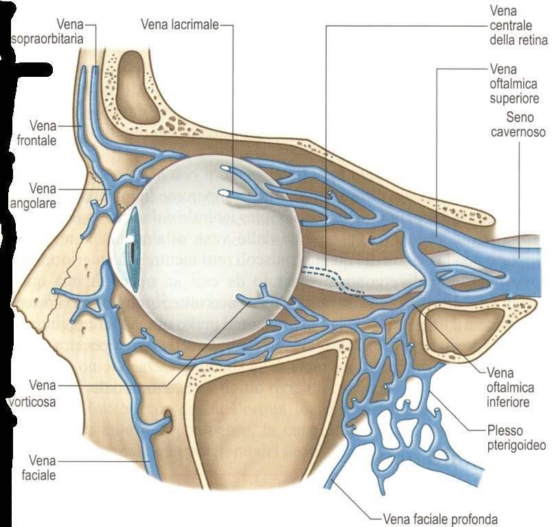 Immagine trattta da: Anatomia del