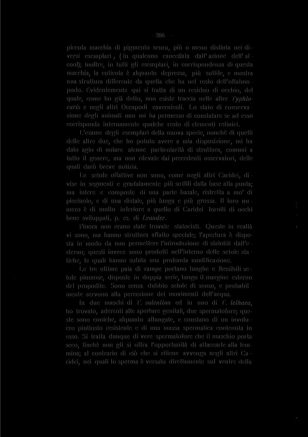 266 piccola macchia di pigmento scuro, piu o meno distinta nei diversi esemplari, (in qualcuno cancellata dall' azione dell' alcool); inoltre, in tutti gli esemplari, in corrispondenza di questa