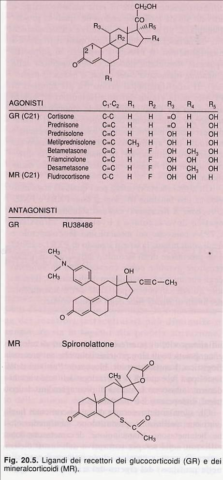 Agonisti endogeni di recettori intracellulari Ormoni steroidei: Glucocorticoidi: Cortisolo